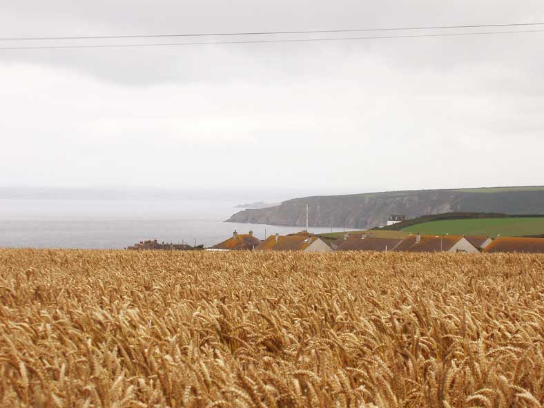 Steilk&uuml;sten und Getreidefelder gibts nicht nur in Devon, auch Cornwall hat davon einiges zu bieten