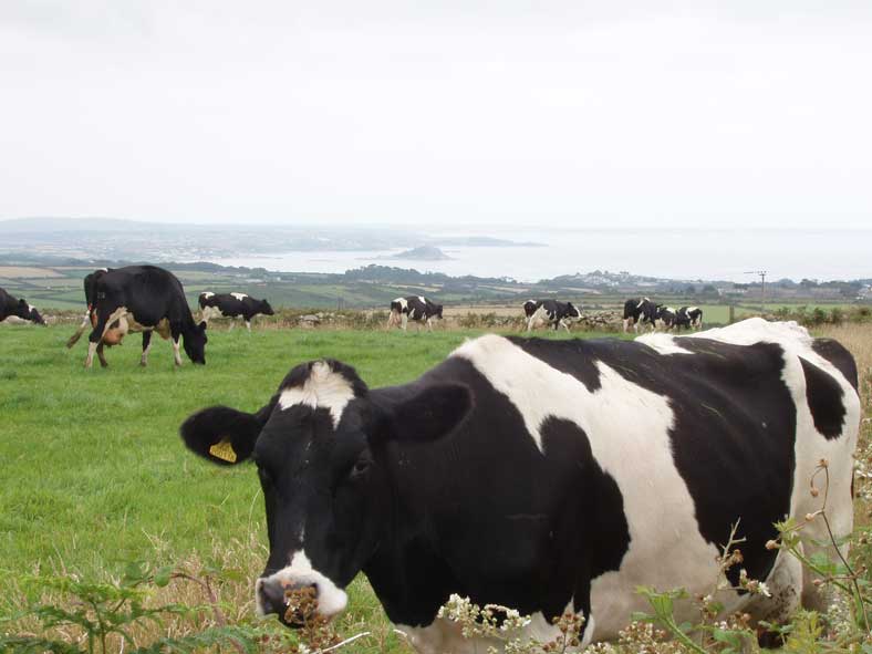 Kuhweide mit Aussicht: Die Mount's Bay mit dem St. Michaels Mount